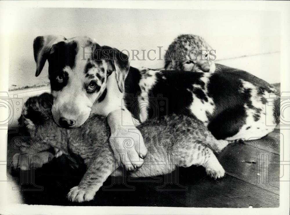 Press Photo Dog Bessie With Lion Cubs Simdstrup Denmark - Historic Images