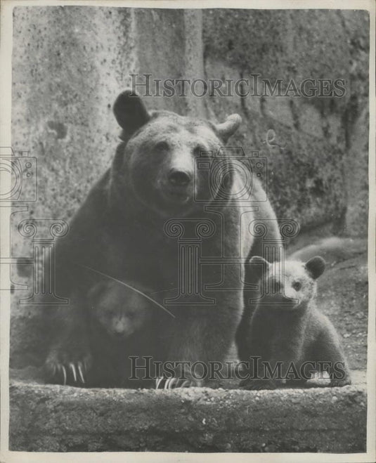 1954 Press Photo Syrian Brown Bear Minnie & Her Cubs at London Zoo - Historic Images
