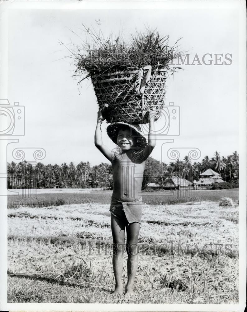 Press Photo Indonesian boy helps with harvest - Historic Images