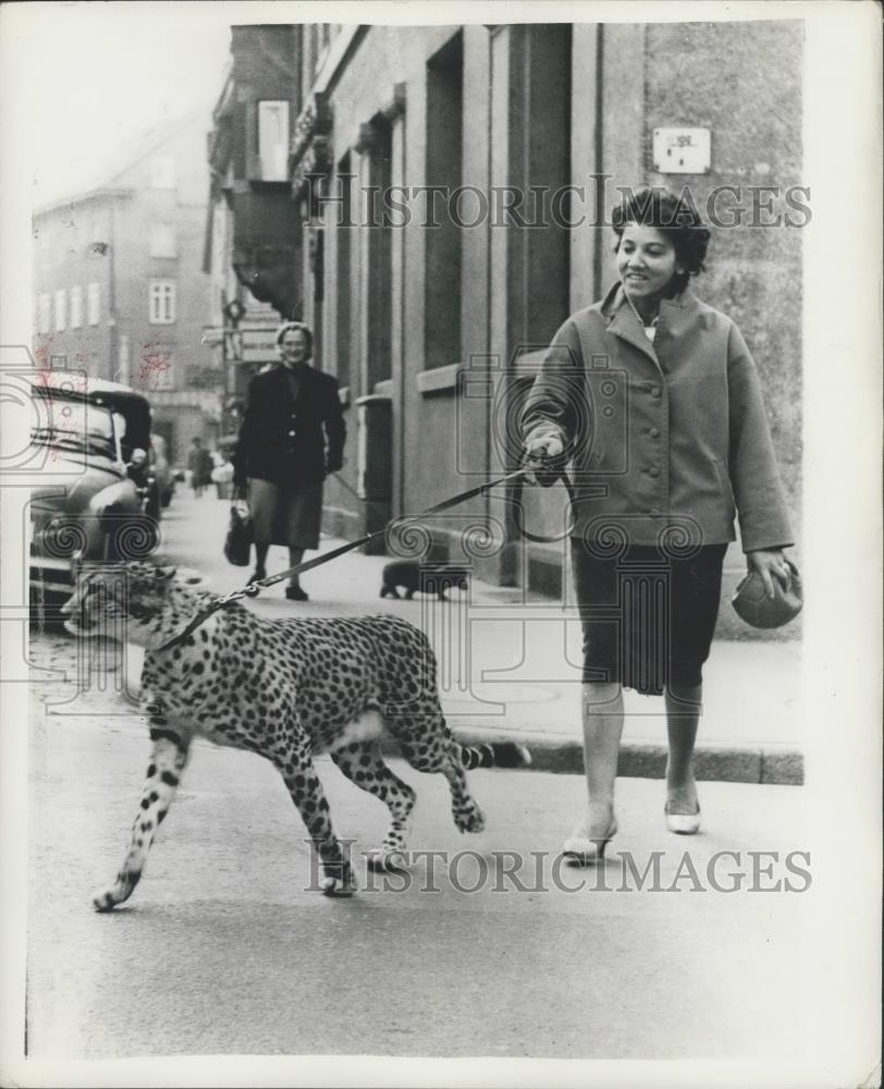 Press Photo Leopard and owner out for walk in Ravensbruck W. Germany - Historic Images