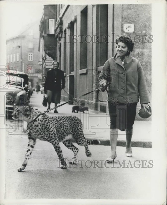 Press Photo Leopard and owner out for walk in Ravensbruck W. Germany - Historic Images