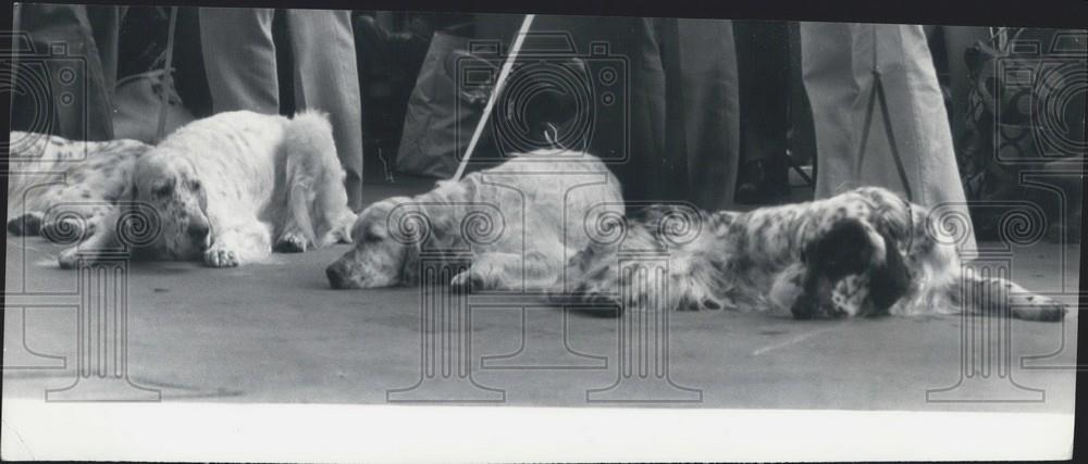 1976 Press Photo Cruft&#39;s Dog Show At Olympia English Setters Resting - Historic Images