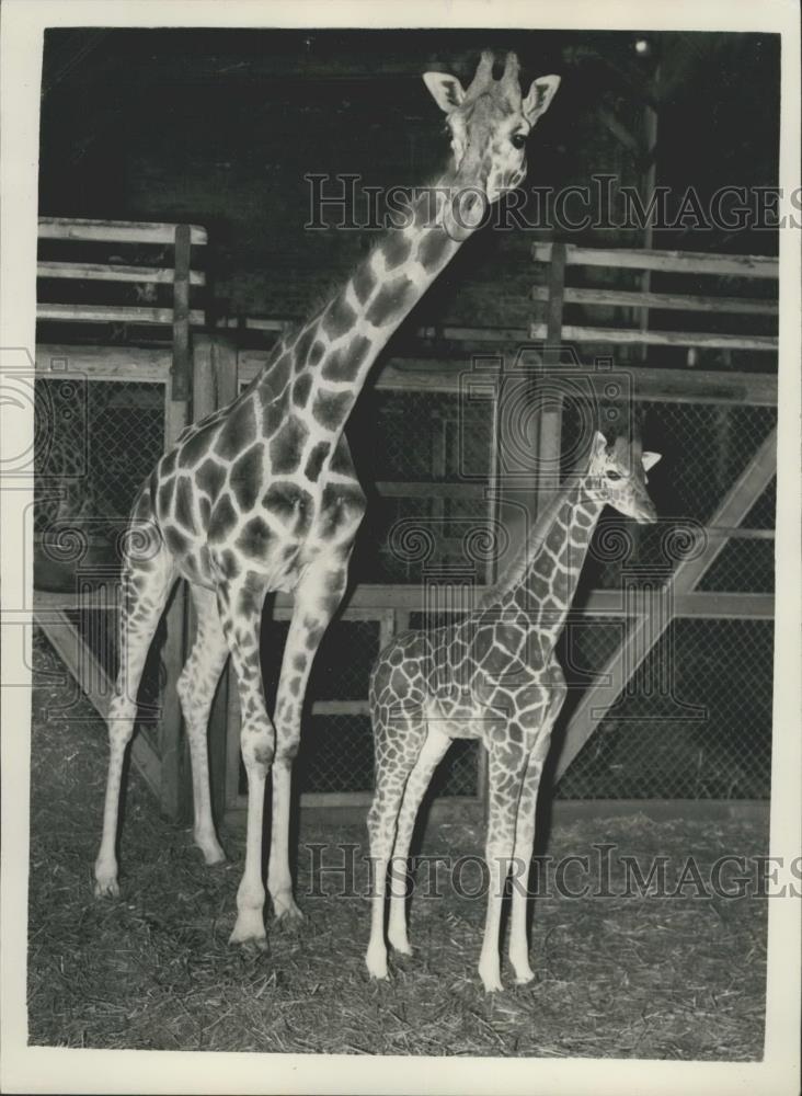 1957 Press Photo Maggie and her baby Jennifer at the Whipsnade Zoo - Historic Images