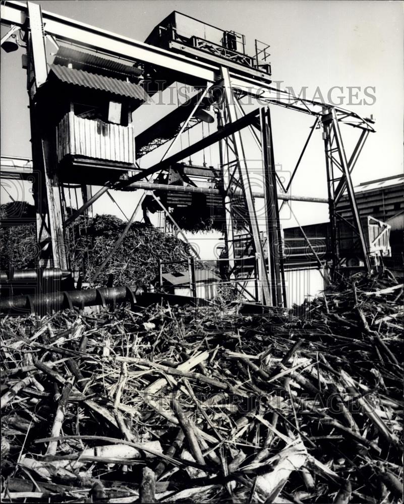 Press Photo Sugar Cane Stacked For Crusher At Pembroke Hall- Corazal Honduras - Historic Images