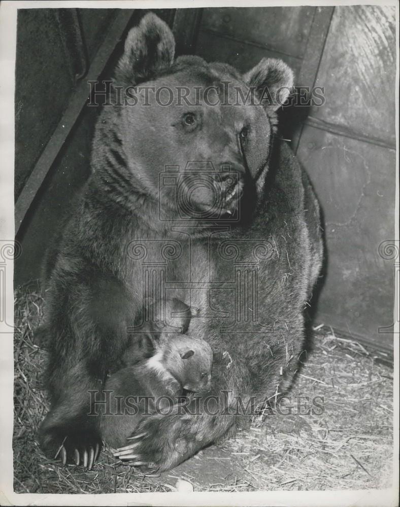 1959 Press Photo Nimmy, a nine year bear &amp; her cubs - Historic Images