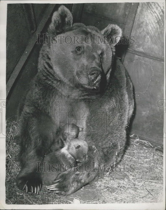 1959 Press Photo Nimmy, a nine year bear & her cubs - Historic Images