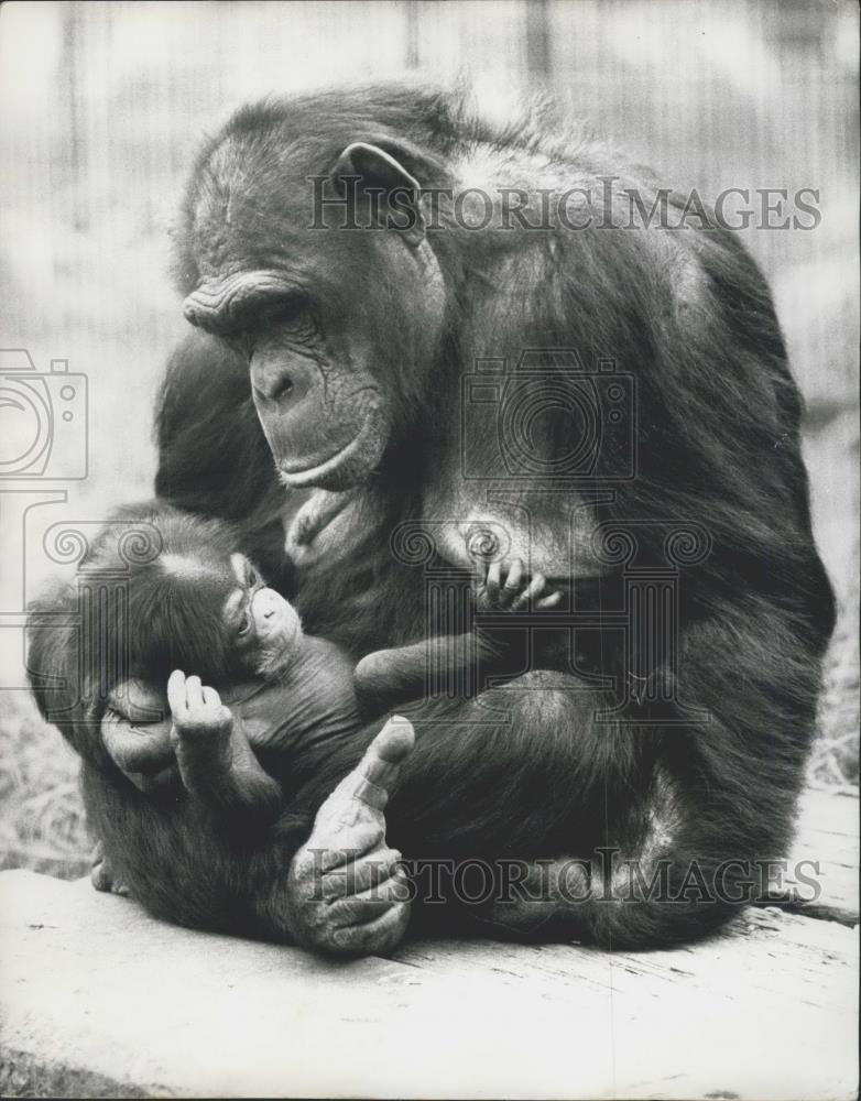 1973 Press Photo The London Zoo,Mother and baby chimpanzees - Historic Images