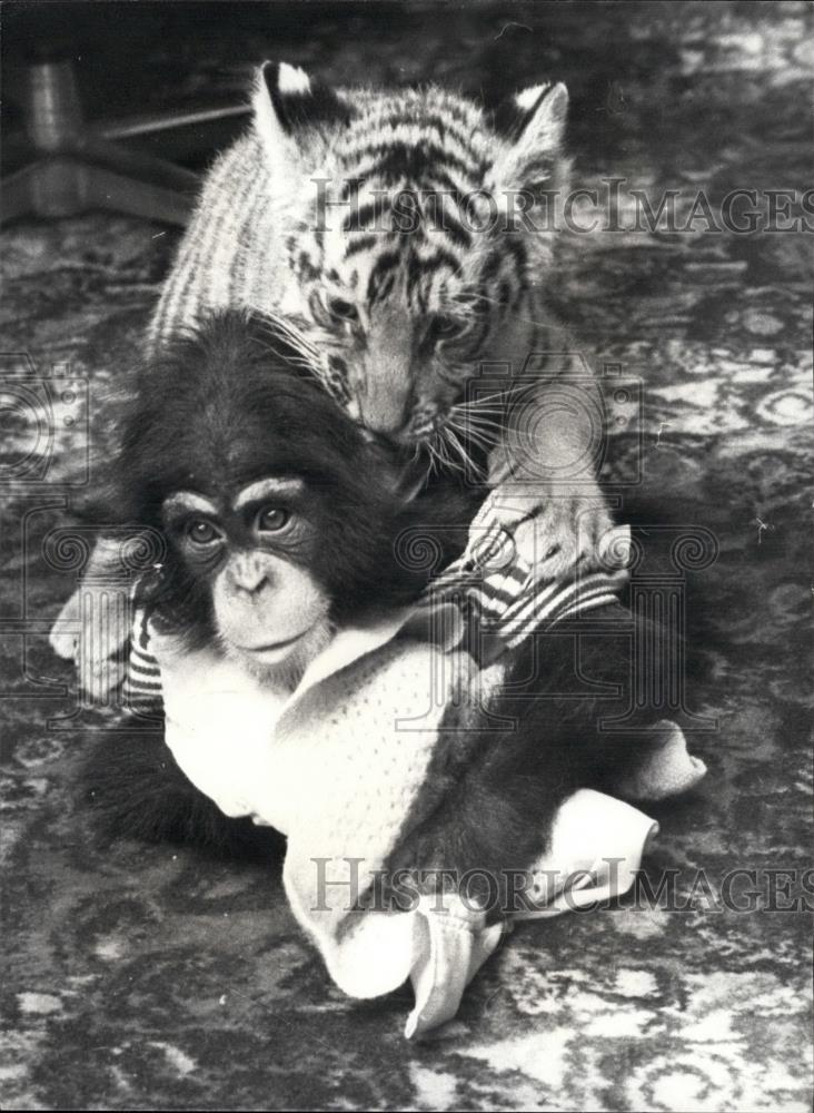 Press Photo Fred the Chimp baby Bengel tiger - Historic Images