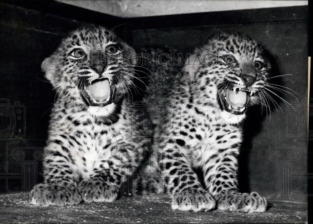 1970 Press Photo Indian Leopard Babies Growling Berlin Zoo - Historic Images