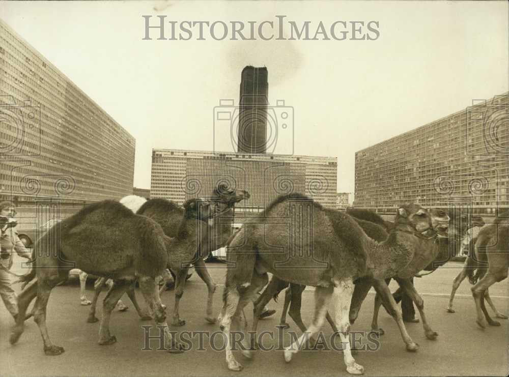 1976 Press Photo Herd of camels arrives in Versailles, France - Historic Images