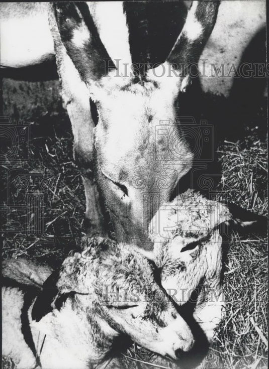 1970 Press Photo Spanish donkey and her twin babies - Historic Images