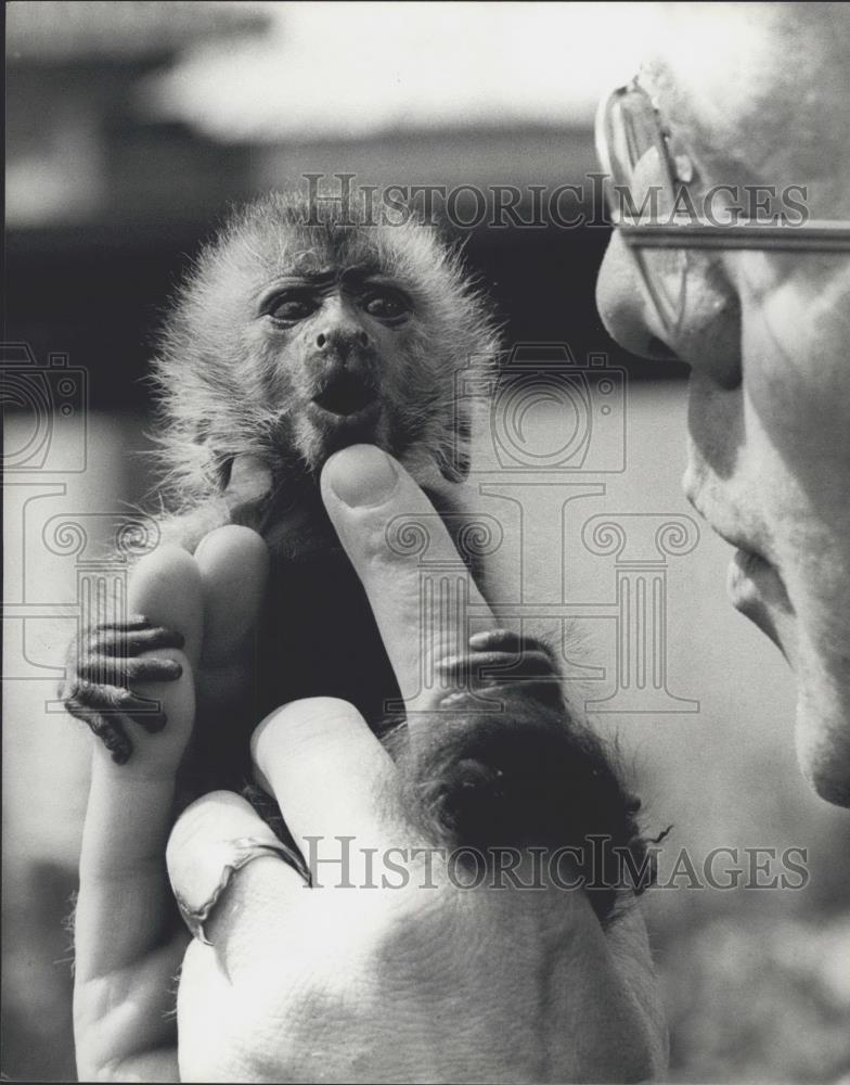 1978 Press Photo Jim theCapuchin pictured at the London Zoo today. - Historic Images