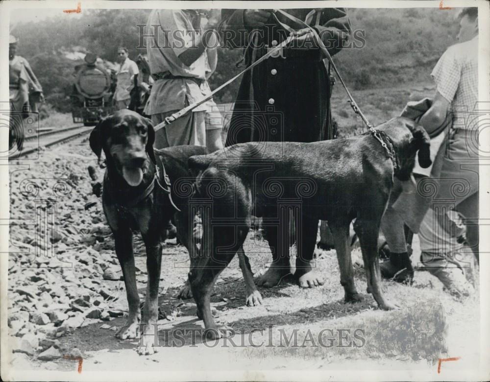 1953 Press Photo Two Dogs on Leashes - Historic Images