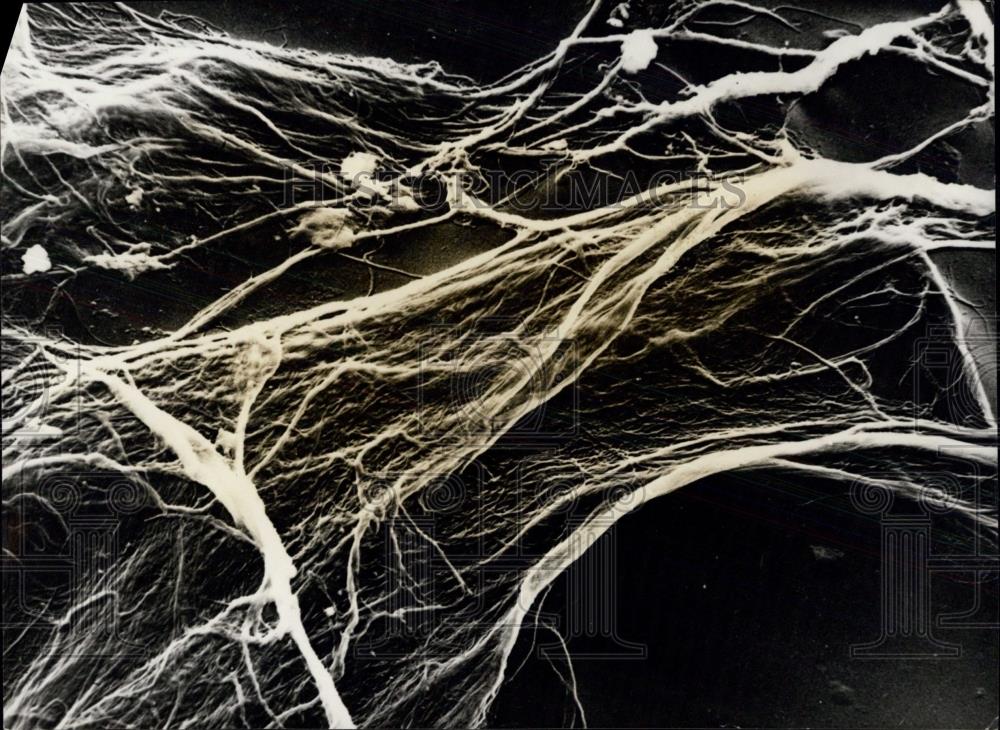 Press Photo This is cotton 30,000 times its normal size,under microscope - Historic Images