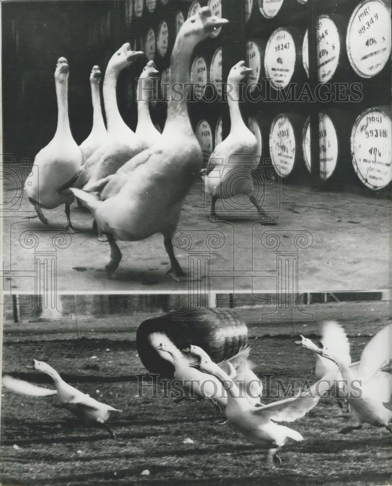 Press Photo George Ballantine Uses Geese As &quot;Guard Dogs&quot; - Historic Images