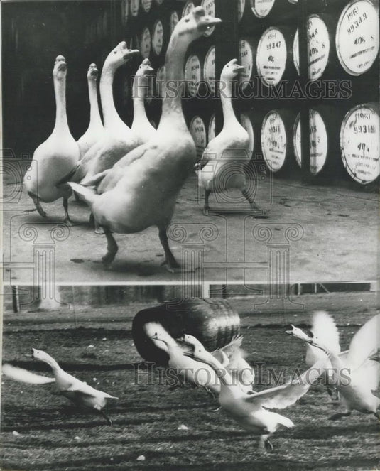 Press Photo George Ballantine Uses Geese As "Guard Dogs" - Historic Images