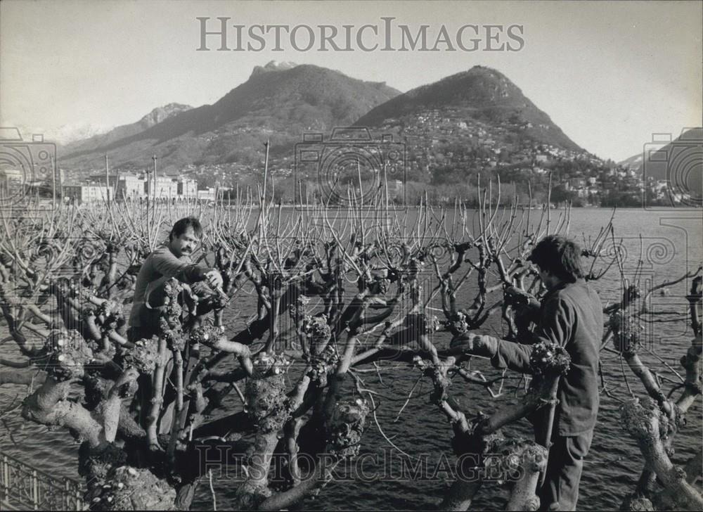 1984 Press Photo Gardeners Prining, Lugano Switzerland - Historic Images