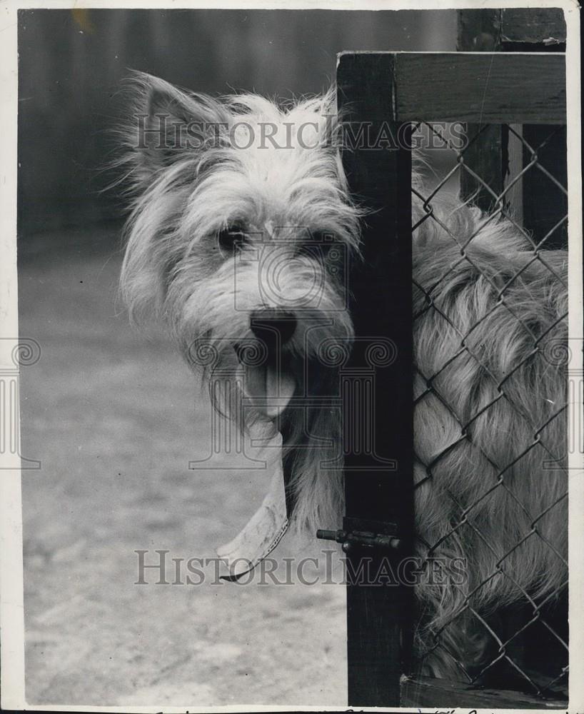 Press Photo A Dog - Historic Images