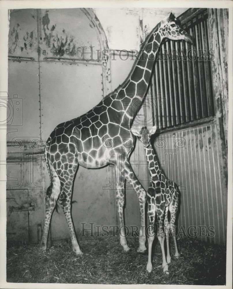 Press Photo Baby Pat and her mom at the London Zoo - Historic Images