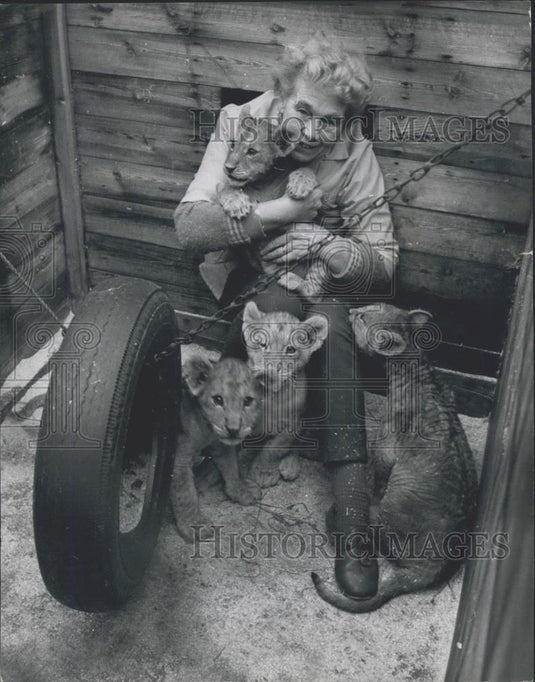 Press Photo A cuddle for the lion cubs in their play area at Mrs. Langton home - Historic Images