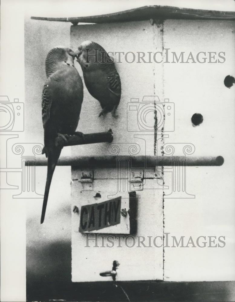 1986 Press Photo Parakeets in birdhouse in Redington Beach, Florida - Historic Images