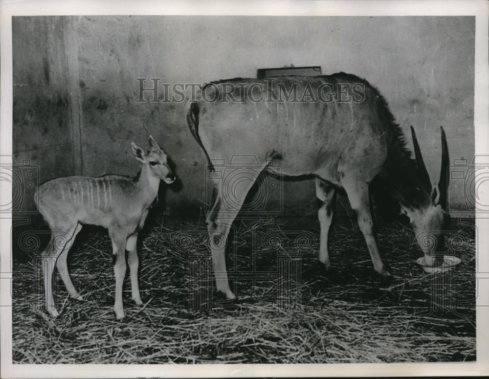 1936 Press Photo A young moose deer and his mother at the Vincennes Zoo in Paris - Historic Images