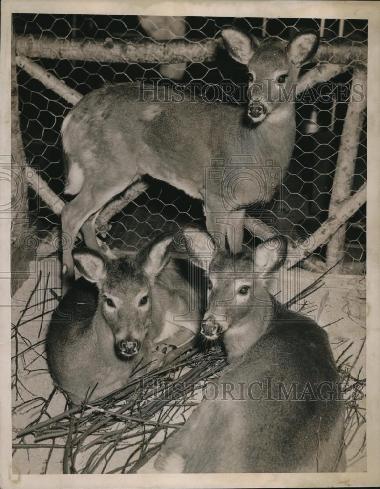 1936 Press Photo of three fawns. - Historic Images