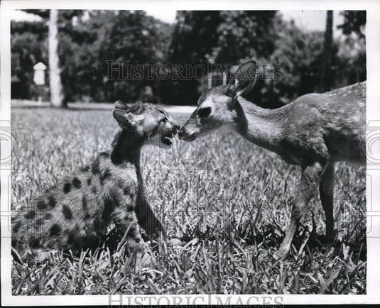 1954 Press Photo Puma with the frightened meek deer - Historic Images