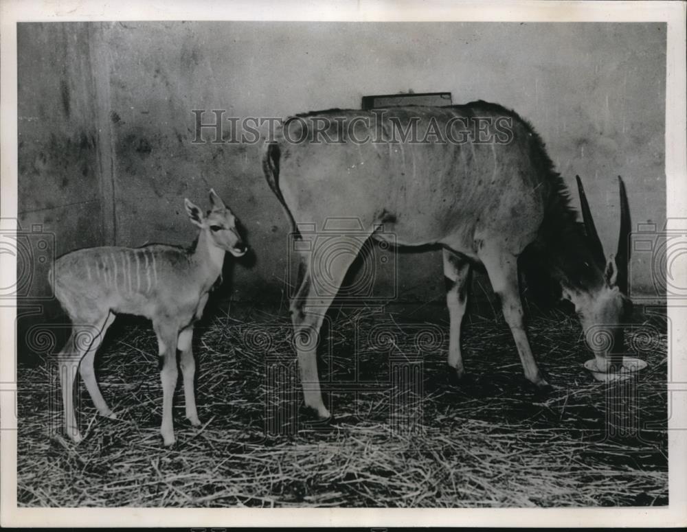 1936 Press Photo Warm days of Spring for the youngmoose deer and his mother - Historic Images