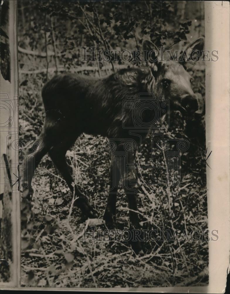 1923 Press Photo of baby moose. - Historic Images