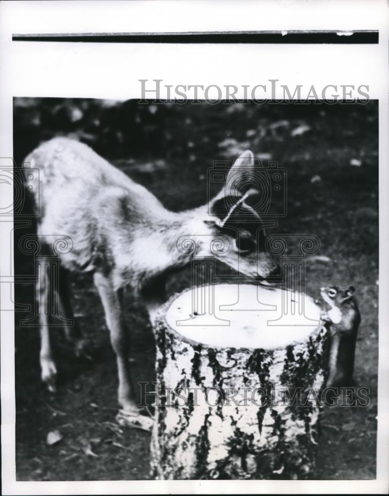 1954 Press Photo of a fawn a squirrel meeting. - Historic Images