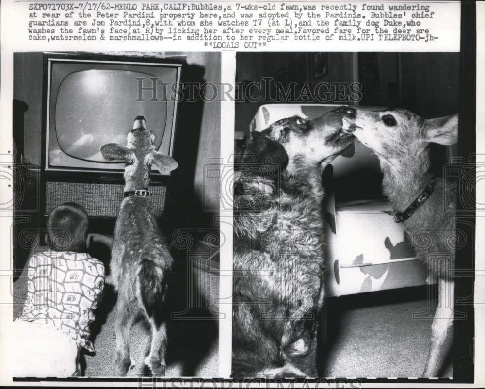 1962 Press Photo Bubbles, 7-week-old fawn with Jon Pardini (L) and the dog, Duke - Historic Images