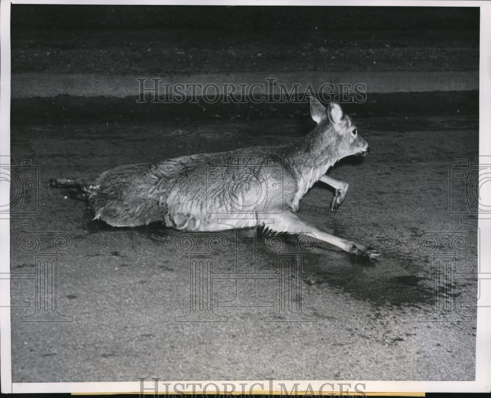 1951 Press Photo Deer swam 500 feet off shore in Minneapolis - Historic Images