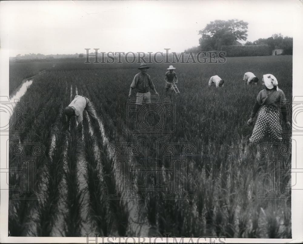 1947 Press Photo Rice growing becomes family project in Japan - Historic Images