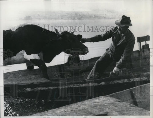 1949 Press Photo Bossy Balks at her master's invitation to come aboard - Historic Images