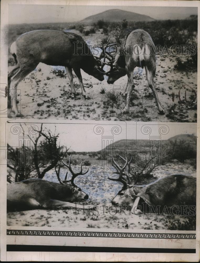 1936 Press Photo of two bucks fighting and killing on another. - Historic Images