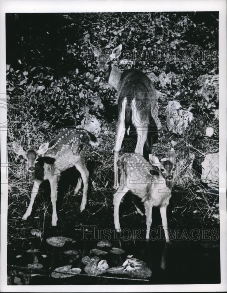 1955 Press Photo of two fawns and a doe. - Historic Images