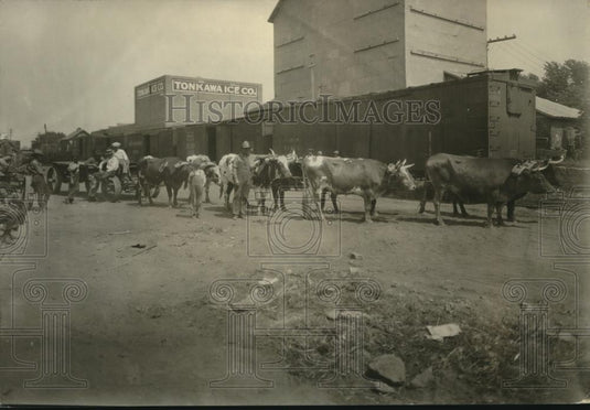 1924 Press Photo Cattle and oxen with a few of their handlers - Historic Images