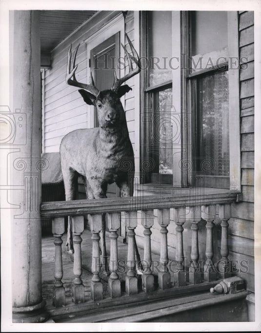 1953 Press Photo of decoy buck on a porch. - Historic Images