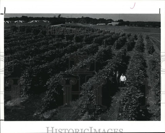 1990 Press Photo Towerview of the research vineyards - cva69830 - Historic Images