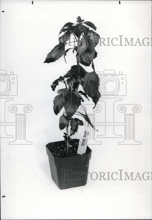 1983 Press Photo Opal Basil herb plant - Historic Images