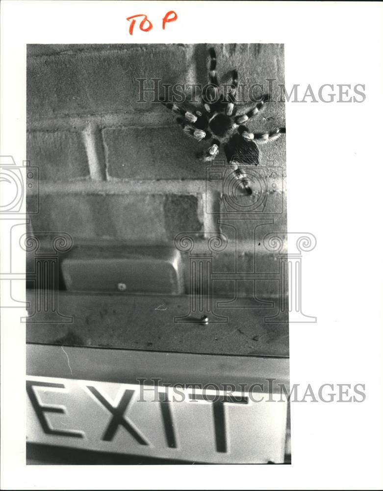 1981 Press Photo Spider Escape - Historic Images