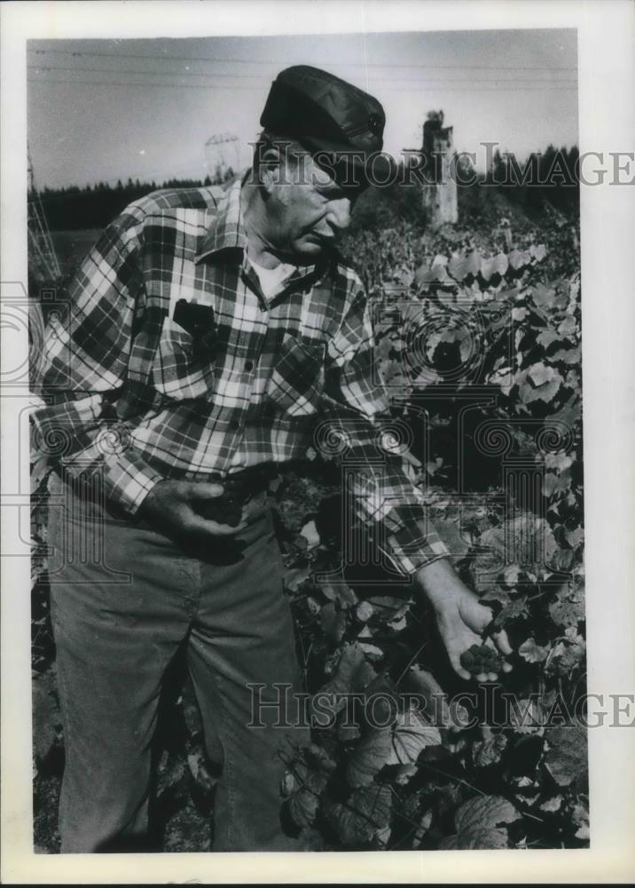 1978 Press Photo Arnold Esperson checks his grape crops to make wine. - ora22815 - Historic Images