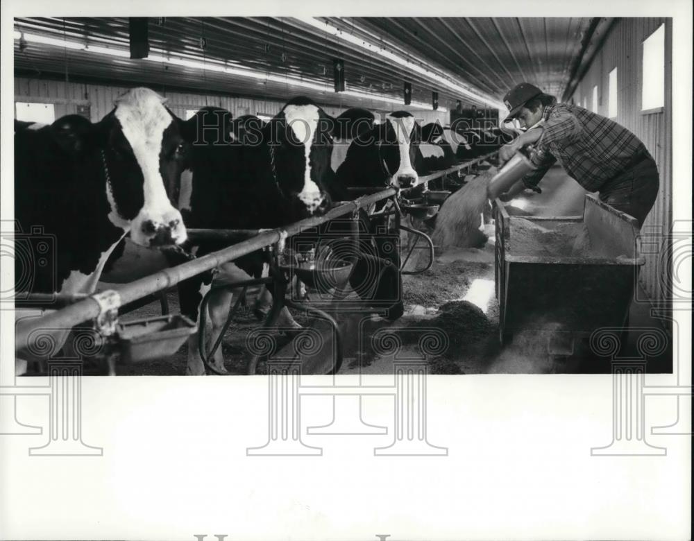 1981 Press Photo John Nolan feeds his cows befores the five o&#39;clock milking - Historic Images