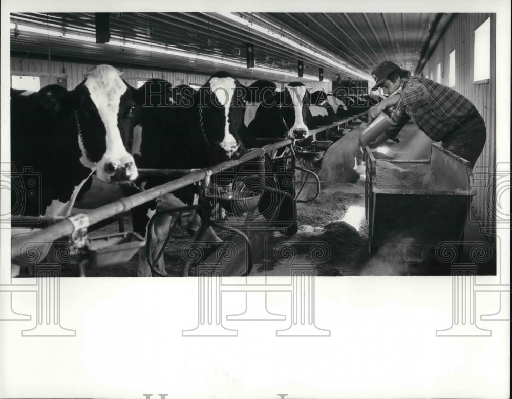 1981 Press Photo John Nolan feeds his cows befores the five o'clock milking - Historic Images