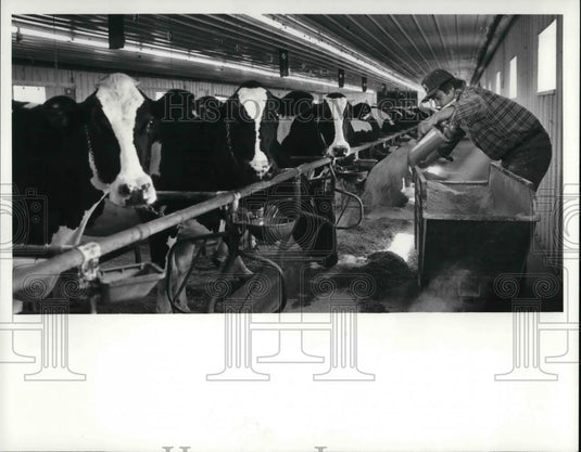 1981 Press Photo John Nolan feeds his cows befores the five o'clock milking - Historic Images