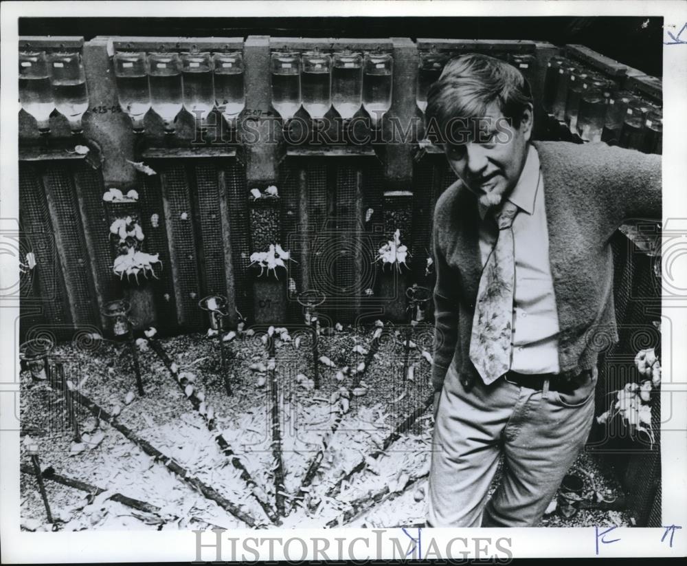 1971 Press Photo Dr. John Calhoun's Laboratory mice are dying - ora01556 - Historic Images