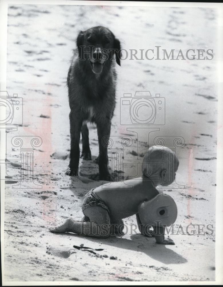 1970 Press Photo Toddler on Beach with Pet Dog - Historic Images