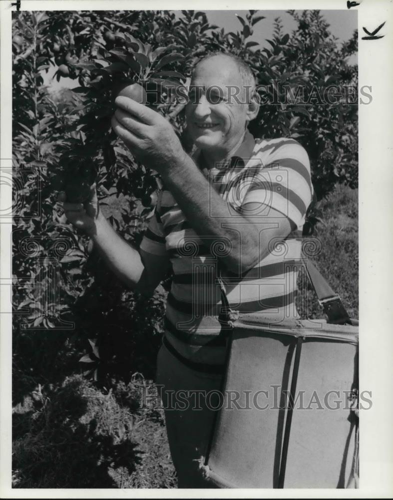 1984 Press Photo Rex Lees picking apples - Historic Images