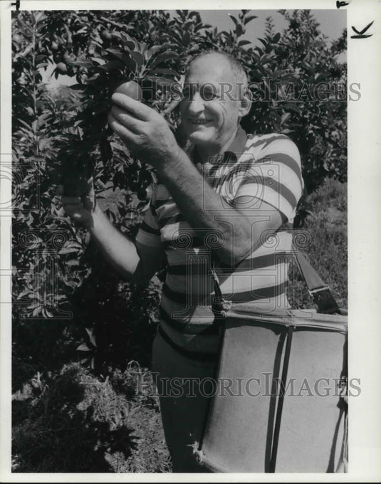 1984 Press Photo Rex Lees picking apples - Historic Images